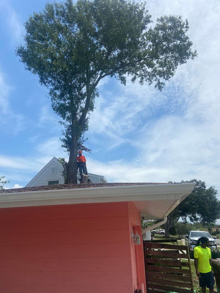 All Photos for Efficient and Reliable Tree Service in Lake Wales, FL