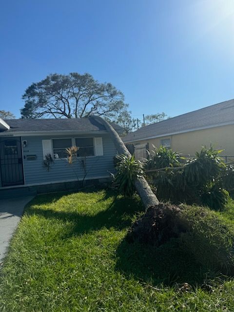 All Photos for Elevation Tree Service in Holiday, FL