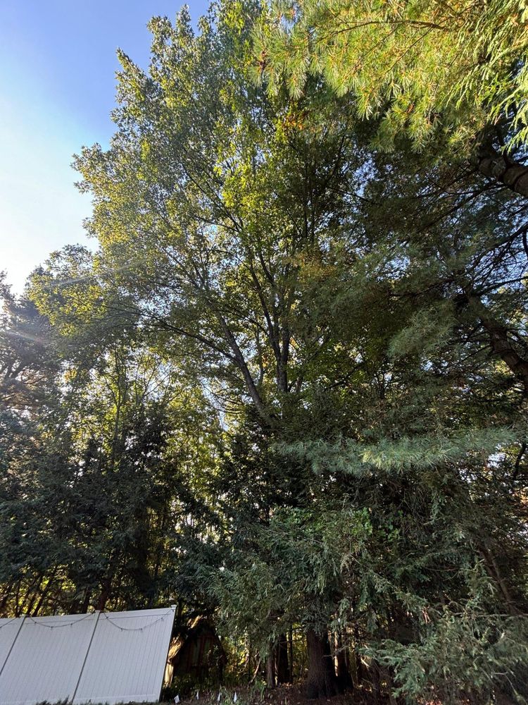 All Photos for T's Trees in Albany, NY