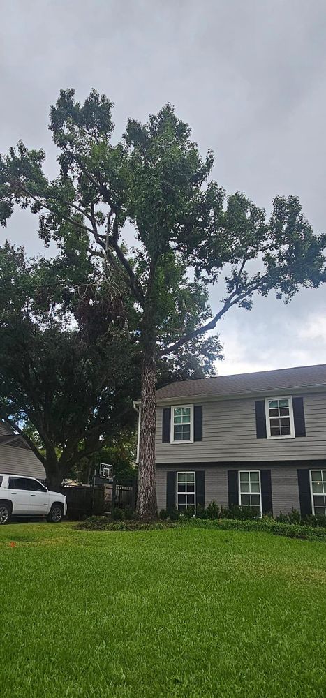 All Photos for Servin's Tree Care  in Houston, TX