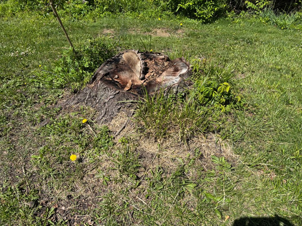 All Photos for Conrad's Stump Removal in Columbus, IN