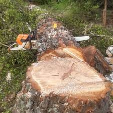 Tree Services for Fairbairn Tree trimming in Willmar, MN