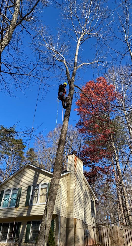 Our professional Tree Removal service safely eliminates unwanted or hazardous trees from your property, enhancing safety and aesthetics while preserving the health of surrounding trees and landscape. Contact us today! for Branch Out Tree Care LLC in Fredericksburg, VA