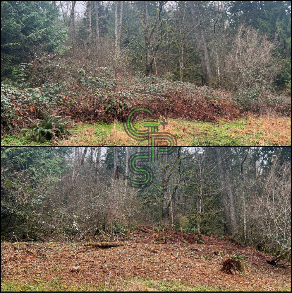 Blackberry Mulching - Brush Clearing for Golovin Property Services LLC in Marysville, WA