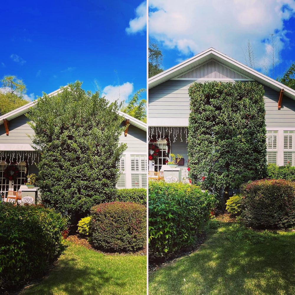 Our professional shrub trimming service ensures your landscape remains pristine and healthy. Let our experienced team shape and maintain your shrubs to enhance the aesthetic appeal of your home. for Wicked Weeds Propertycare in Tampa, Florida