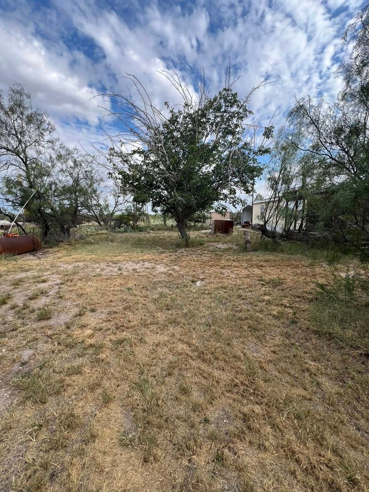All Photos for Lion In The Tree Trimming Service in Big Spring, TX