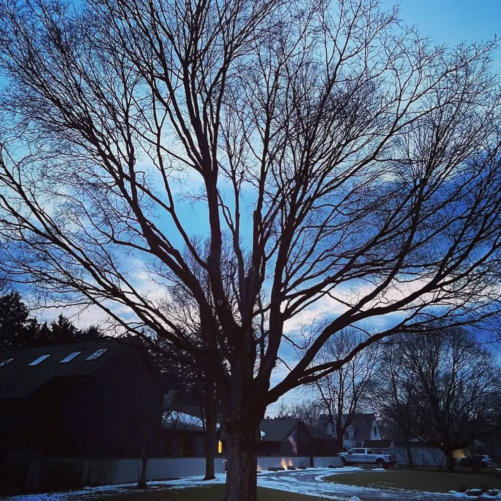 All Photos for Highborn Tree Service in Wheatfield, IN