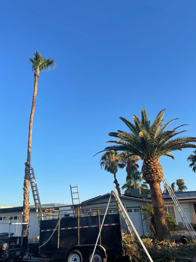 All Photos for Oliver L. Palm & Tree services in Yuma County, AZ