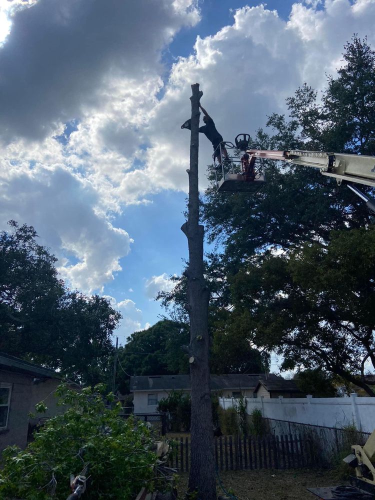 All Photos for Efficient and Reliable Tree Service in Lake Wales, FL