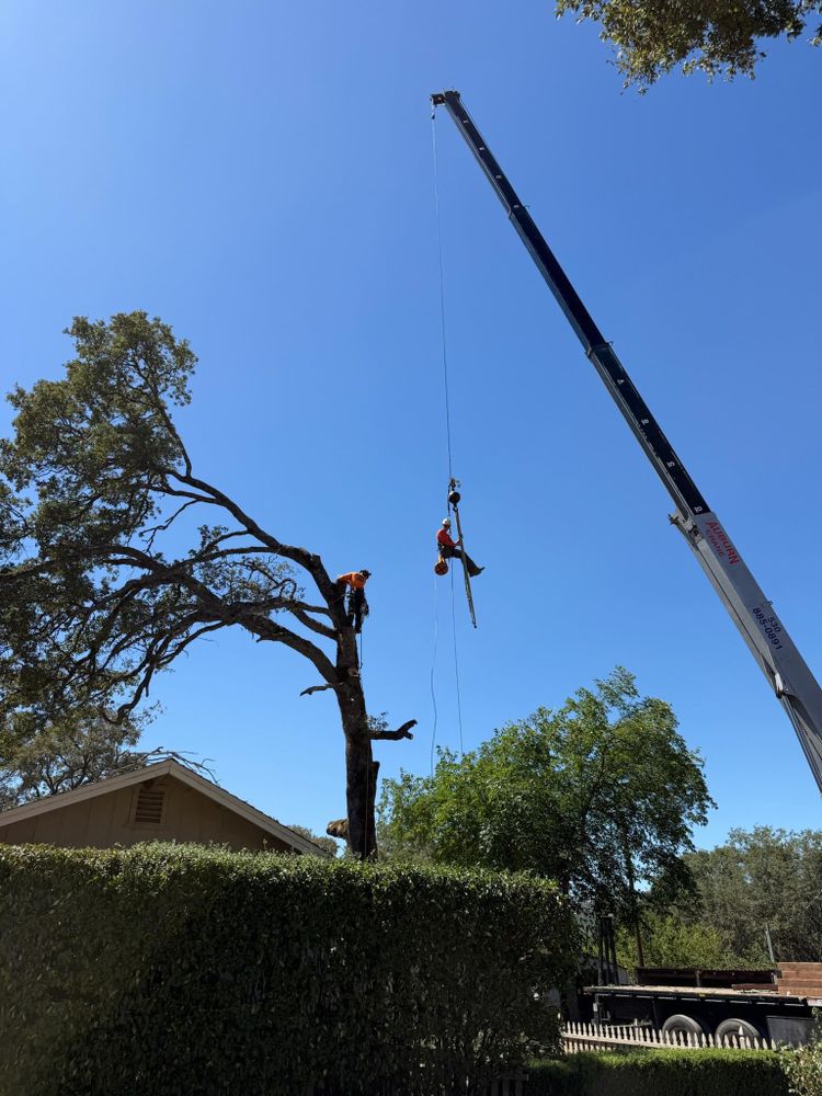Tree Removal for Tyco Forest Management in Placerville, CA