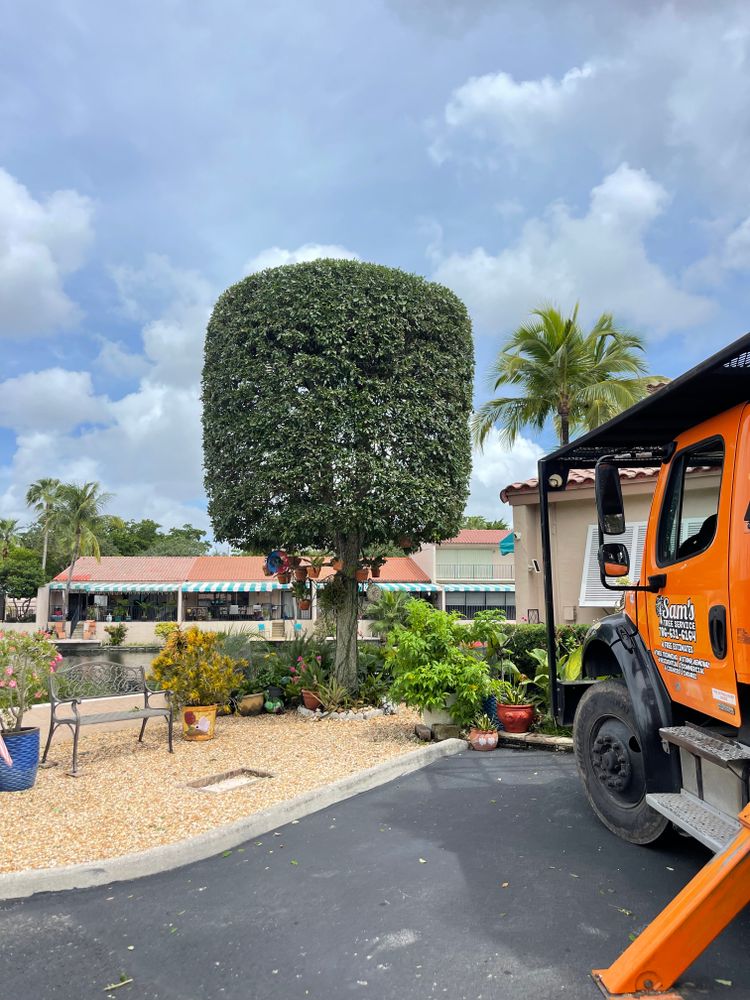 All Photos for Sam's Tree Service in Miami Beach,  FL