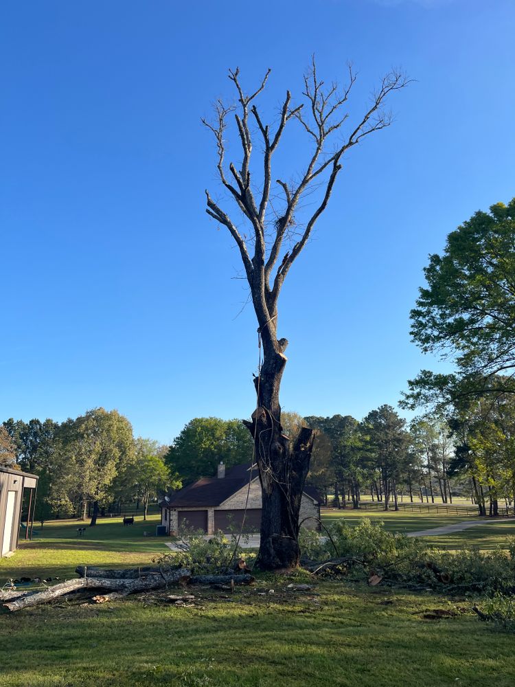 All Photos for JC Land and Tree Service in Kilgore, TX