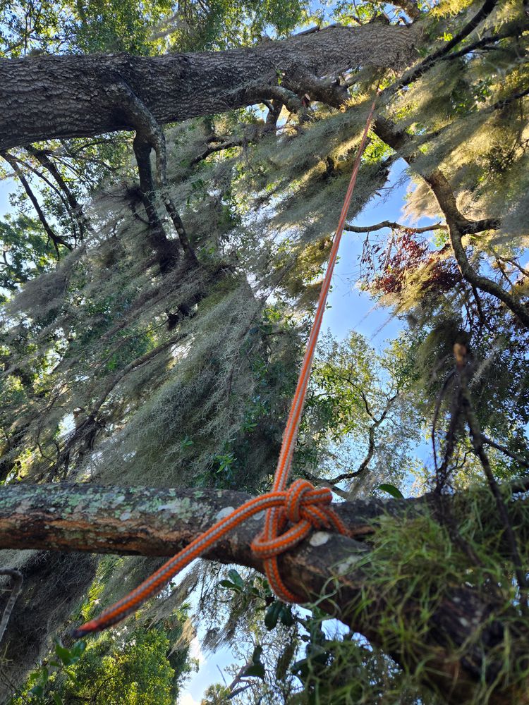 All Photos for Near Me Tree Service, Inc. in DeLand, FL