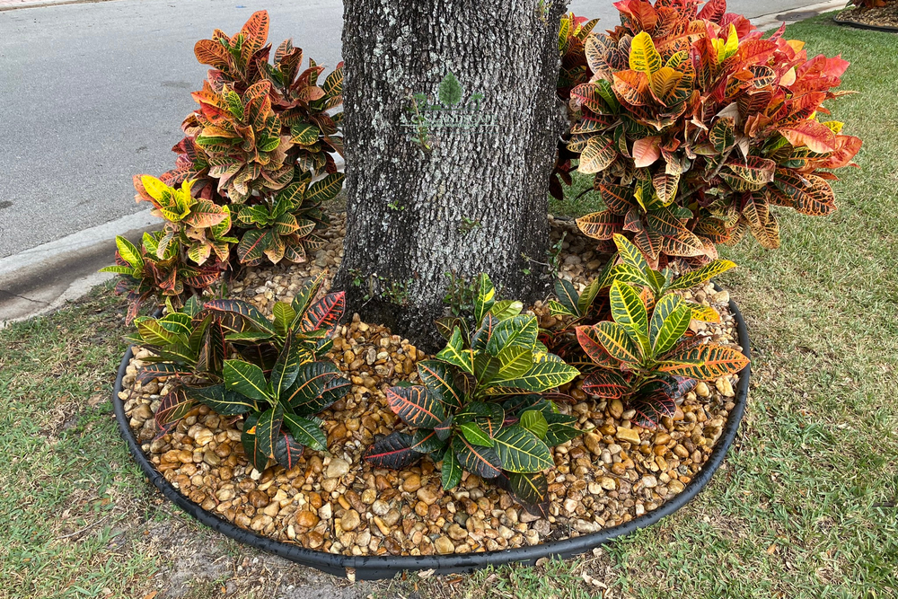 Landscaping for A.C.'s Landscape and Lawn Maintenance in   Coral Springs, FL