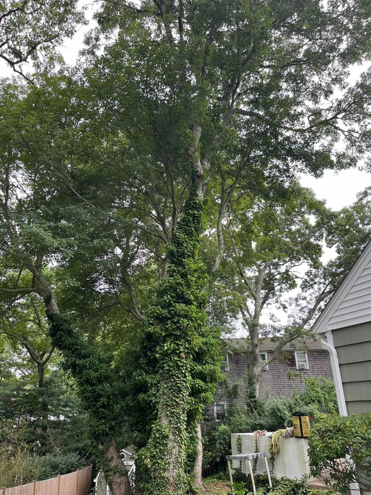 All Photos for Native Roots Tree Service in Falmouth, MA