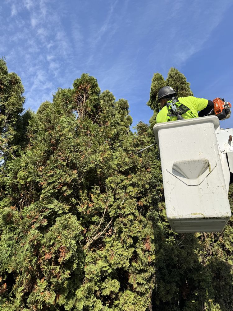 Tree trimming  for Willamette Landscaping and Tree Services in Albany, OR