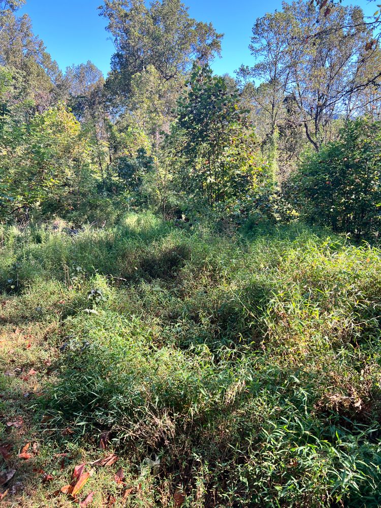 All Photos for Valencia’s Lawncare in Charlottesville, VA