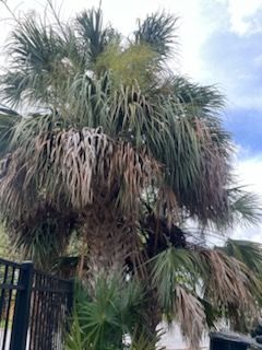 All Photos for Perfect MOs Landscaping in Hudson, FL