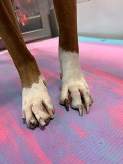 Our Pedi and Ear Clean service includes trimming/grinding your dog's nails to a safe length and cleaning their ears to prevent infections, promoting their overall health and well-being. for Curbside Clips Mobile Grooming in Roachdale, Indiana