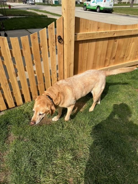 All Photos for Everlast Fence in Shorewood, IL