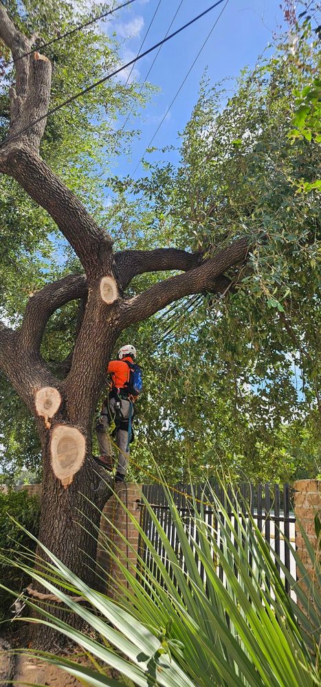 All Photos for Servin's Tree Care  in Houston, TX