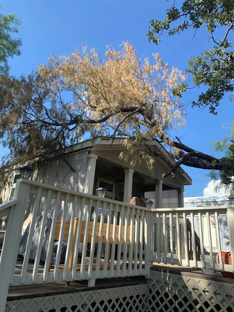 Tree Removal for Rollins Tree Service in Eastland, TX
