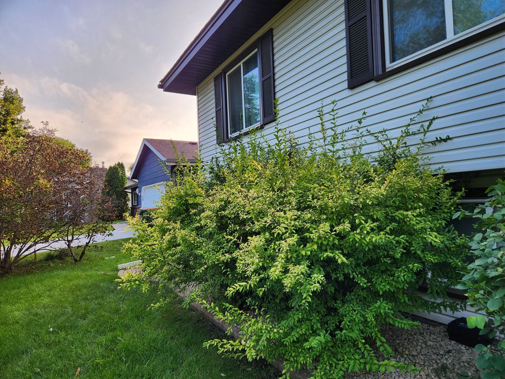 Hedge trimming  for K & I Lawn Care Service  in Eden Prarie, MN