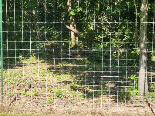 All Photos for Lawn Ranger Yard And Tree Service LLC in Ottumwa, IA