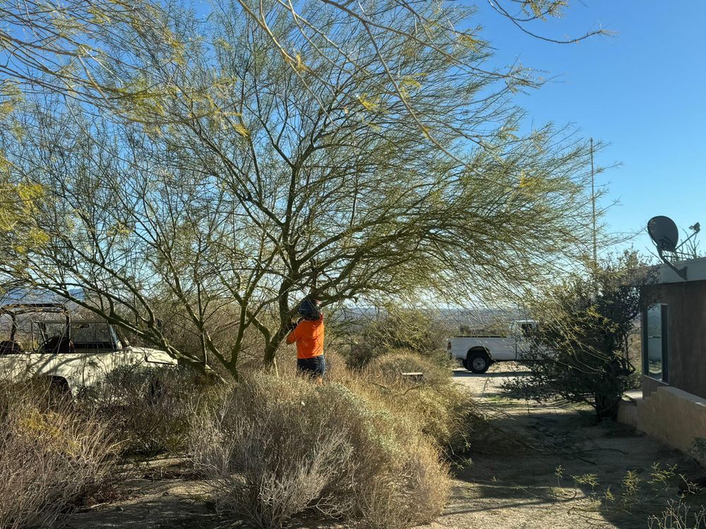 Property Clean Up for The Tree Fairy in Temecula, CA