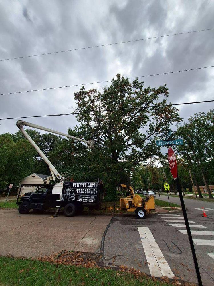Tree Removal for Down To Earth Tree Service, LLC in Olmsted Falls, OH