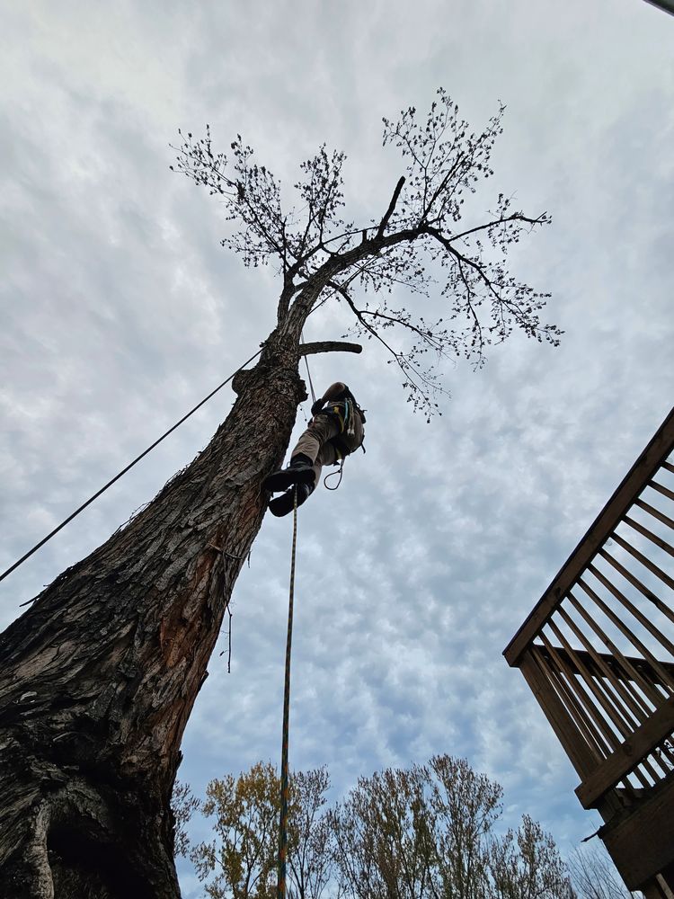 Tree Removal for Affordable Tree Service TN in White House, TN