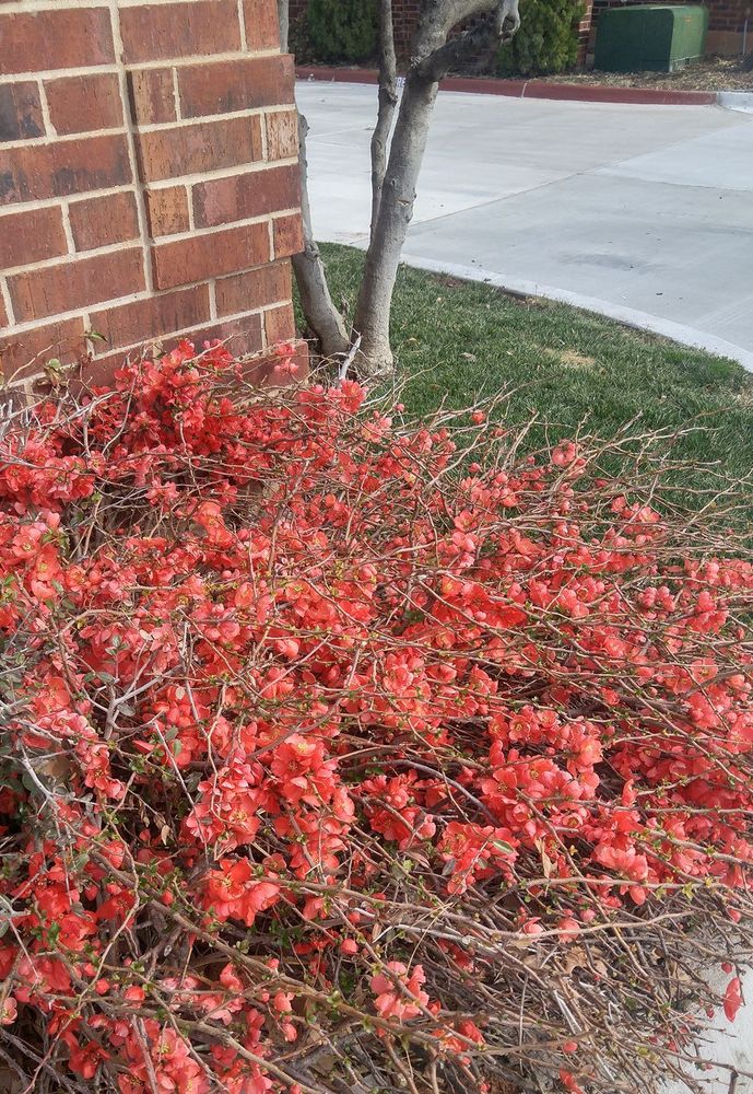 All Photos for Urban Lawn & Landscape in Oklahoma City, OK