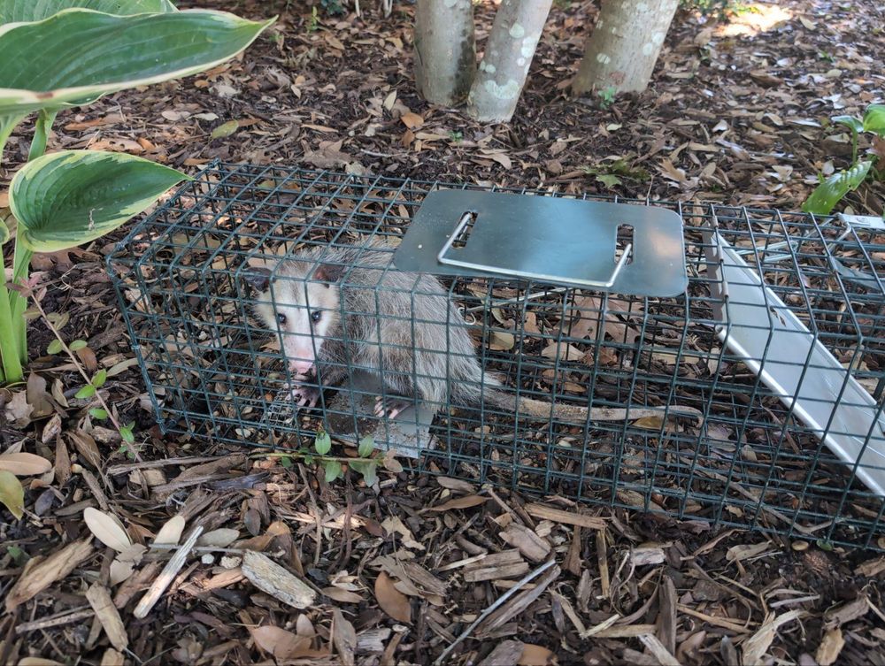 All Photos for Topper's Wildlife Removal in Garland, TX