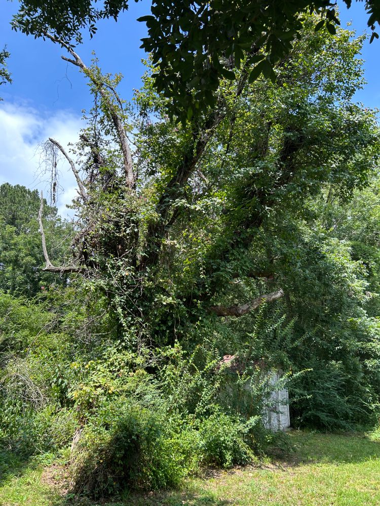 Tree Removal for Broadway & McMullen Construction in Hattiesburg, MS