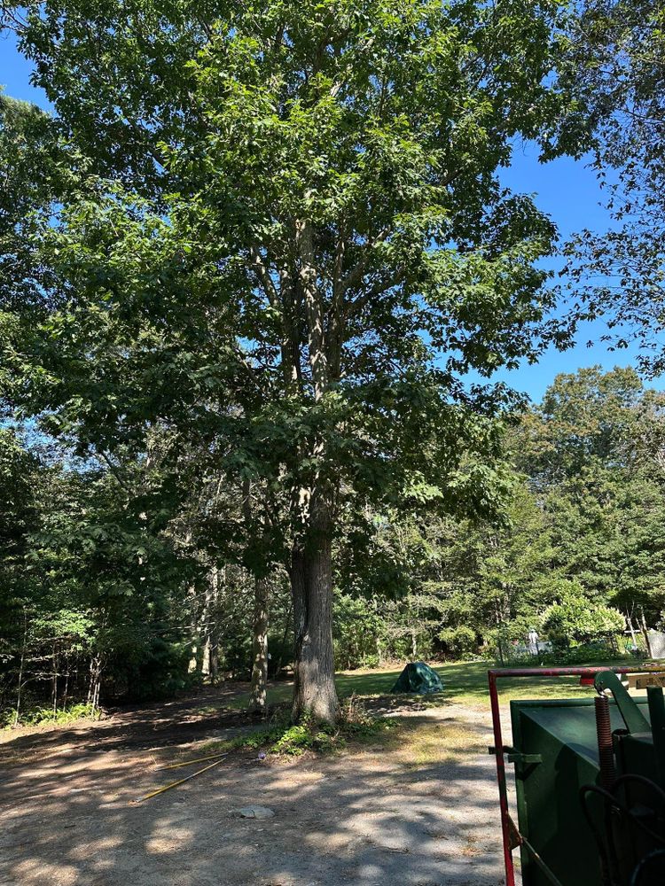 All Photos for Silver City Tree and Landscape in Taunton, MA