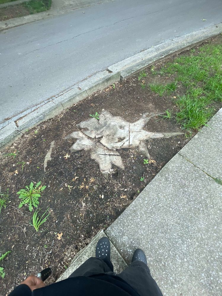 All Photos for Houtz Tree Service in Lexington, KY