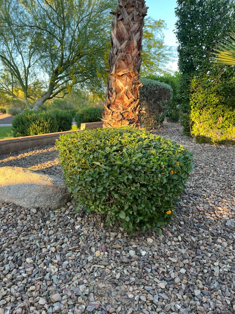 All Photos for Grand Canyon State Landscape Inc. in Surprise, AZ