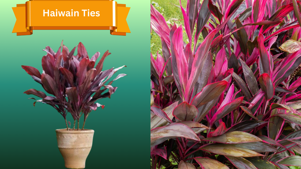 Plant Samples for R.B. & Company in Belleview, FL