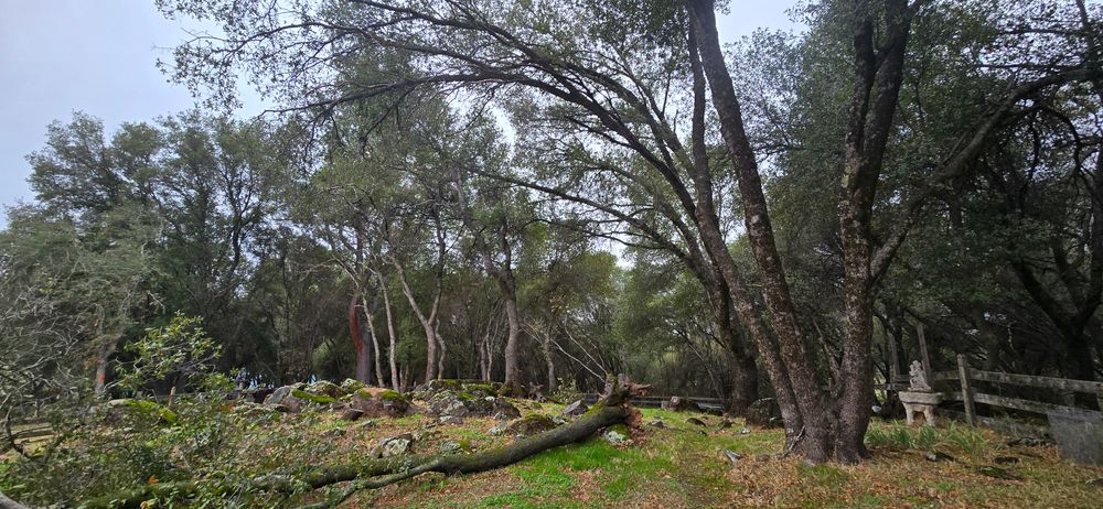 All Photos for George Staddan's Professional Tree Care in Placerville, CA