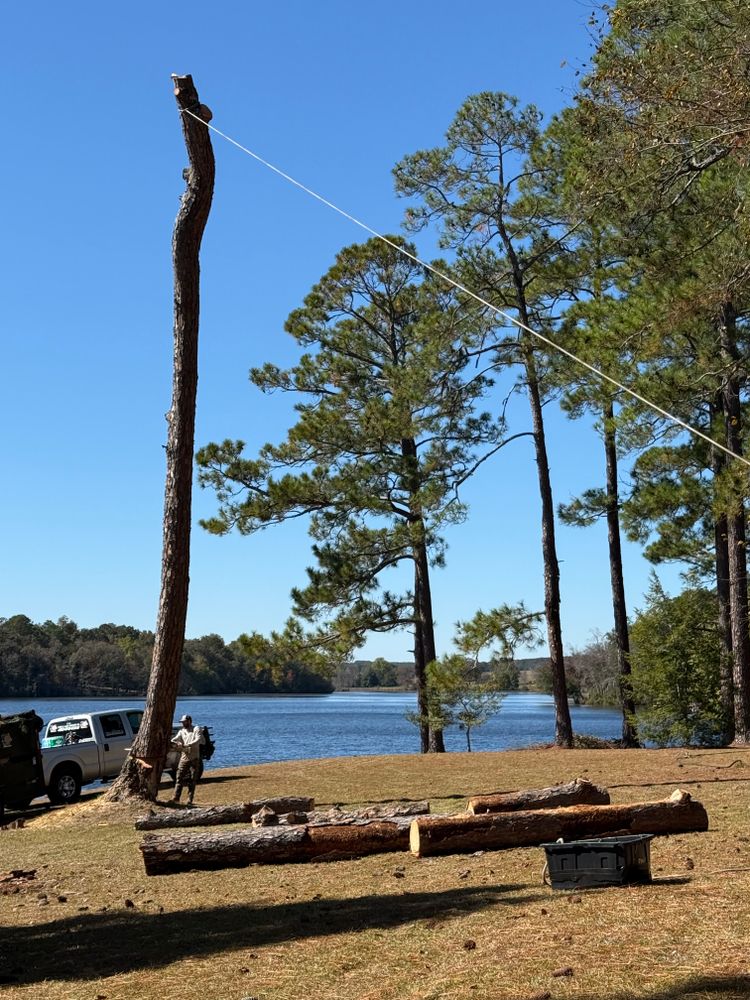 All Photos for T N L - Tree and Land Service in Reynolds, GA