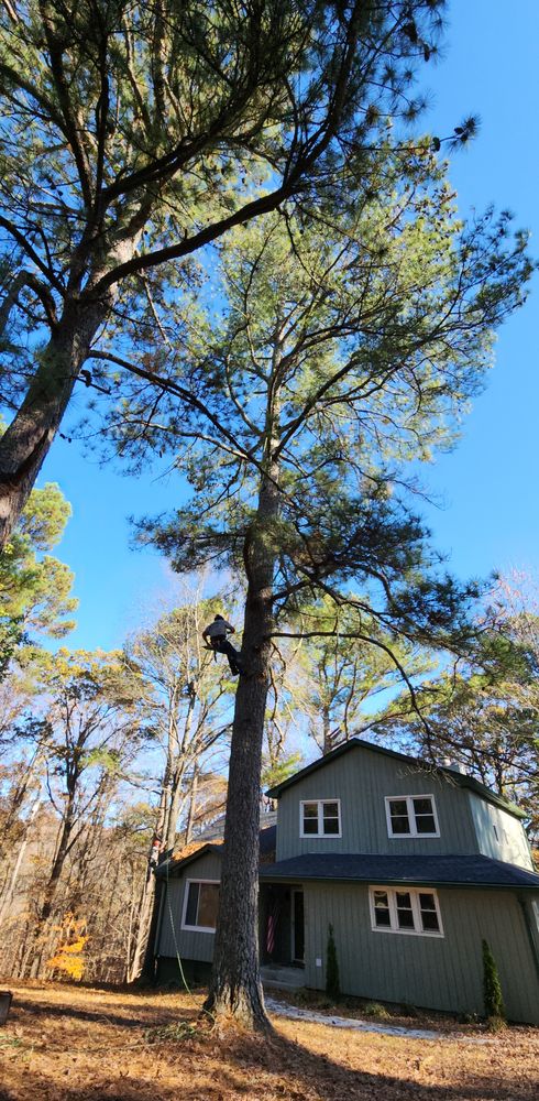 All Photos for Tree Fellers in Sumner County, TN