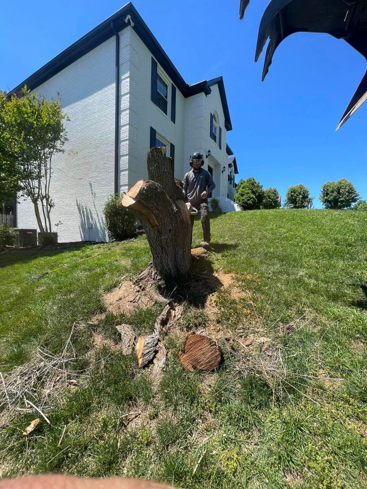 All Photos for Lucky’s Tree Removal and Landscape Services in Knoxville, TN