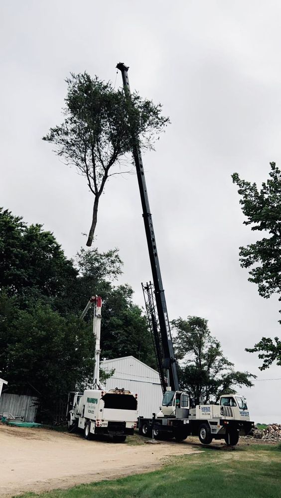 All Photos for Fransen's Tree Service  in Freeport, IL