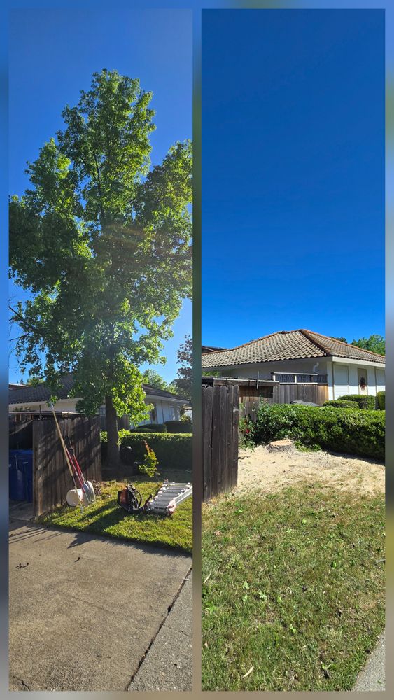 All Photos for George Staddan's Professional Tree Care in Placerville, CA