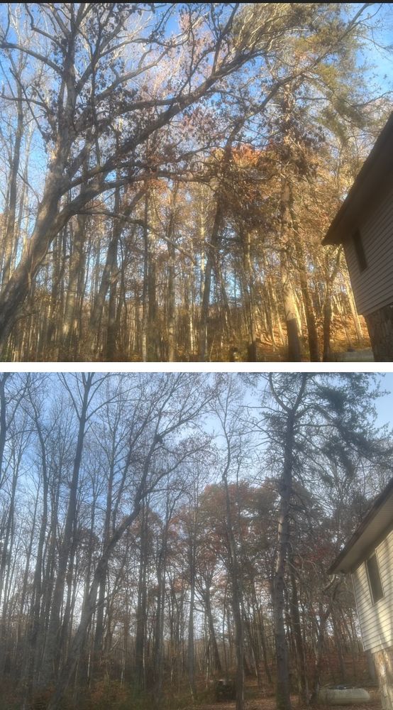 All Photos for McBee’s Tree Service in Sewanee, TN