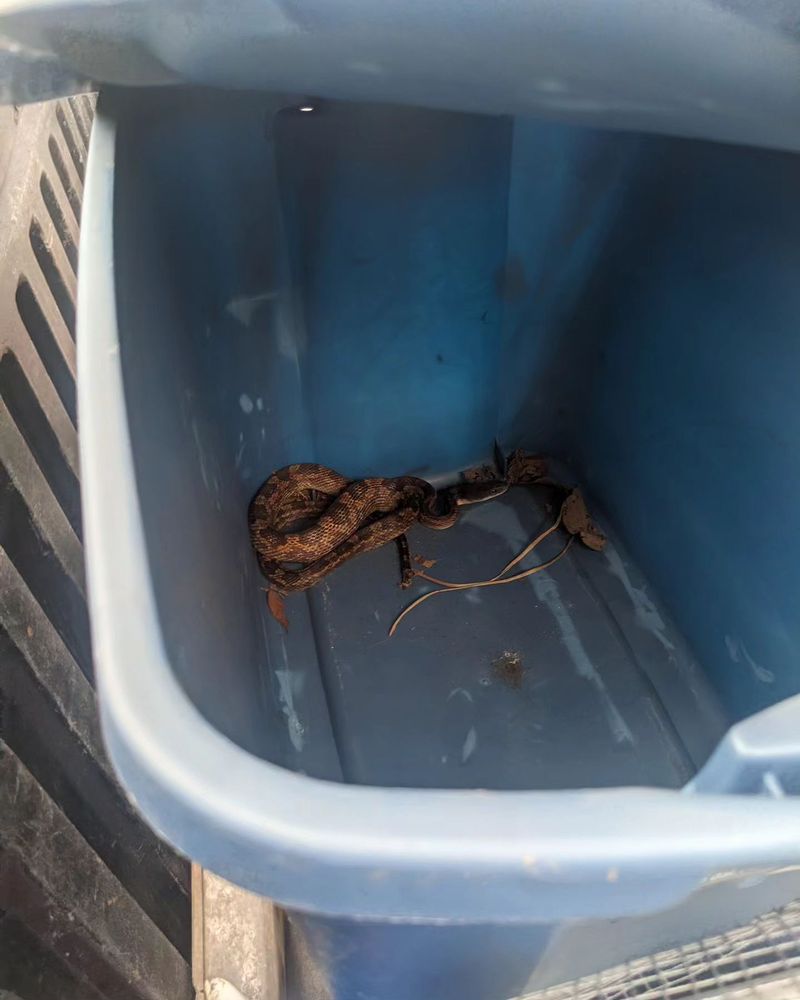 Wildlife Control for Toppers Wildlife Removal in Garland, TX