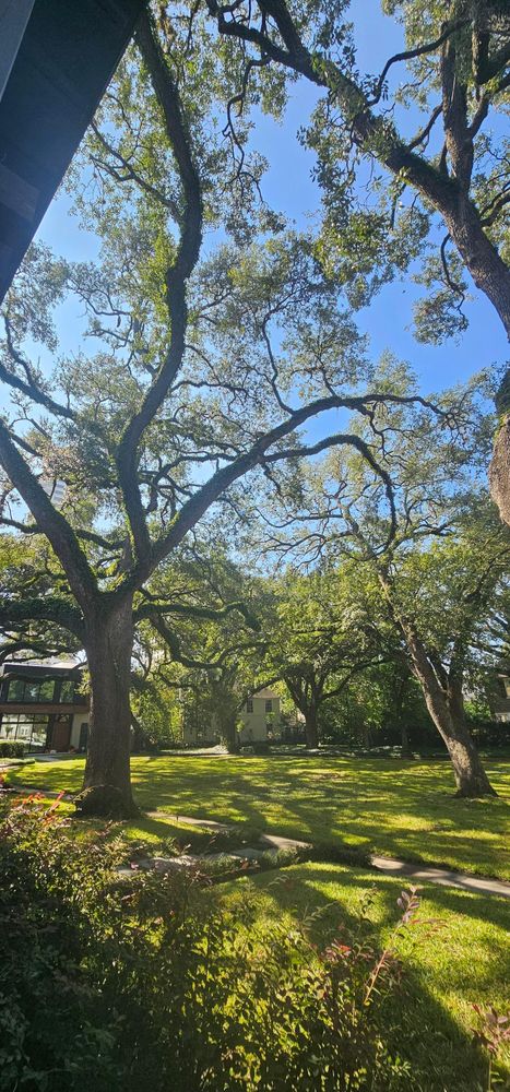 All Photos for Servin's Tree Care  in Houston, TX