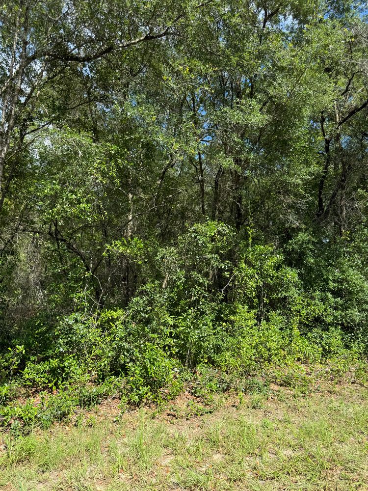 Land Clearing gallery for J & E Land Clearing, LLC. in Dunnellon, FL