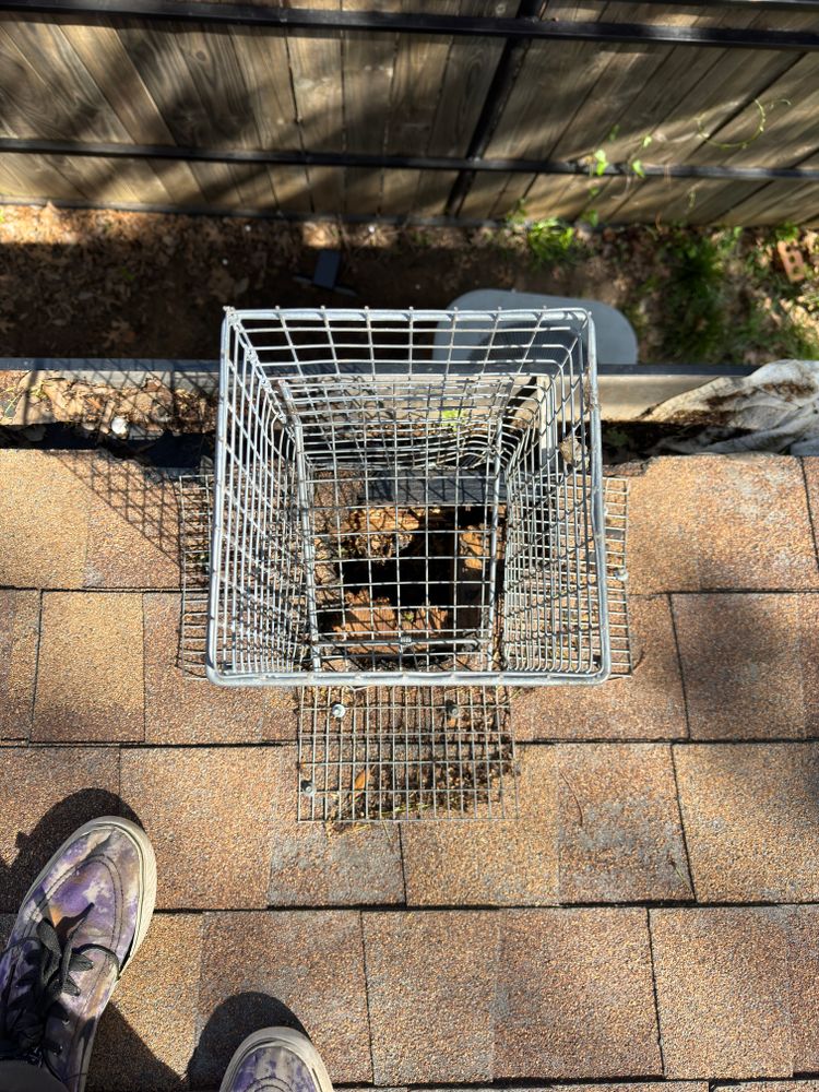 All Photos for The Critter Crew in DFW, TX