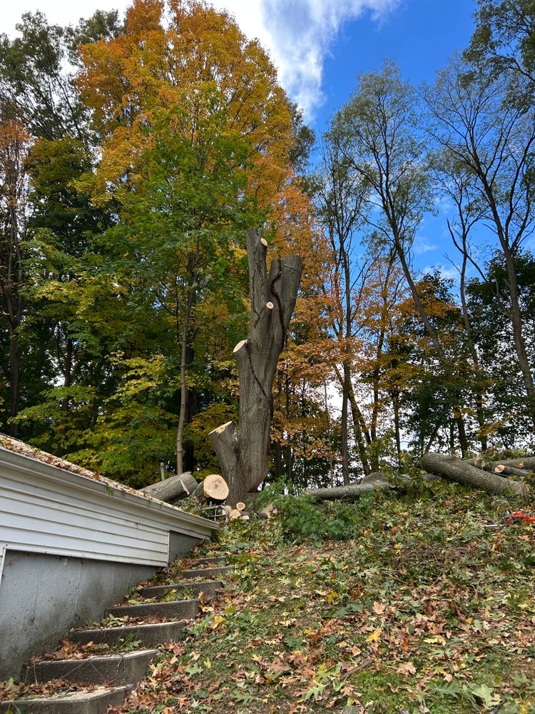 All Photos for DC TREE in Vernon, CT